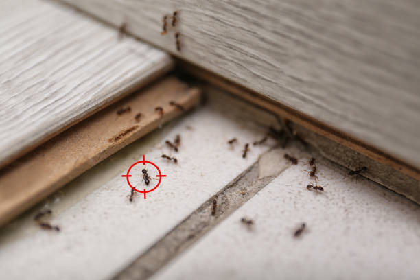 Best Wasp Removal Services  in Worthington Hills, KY
